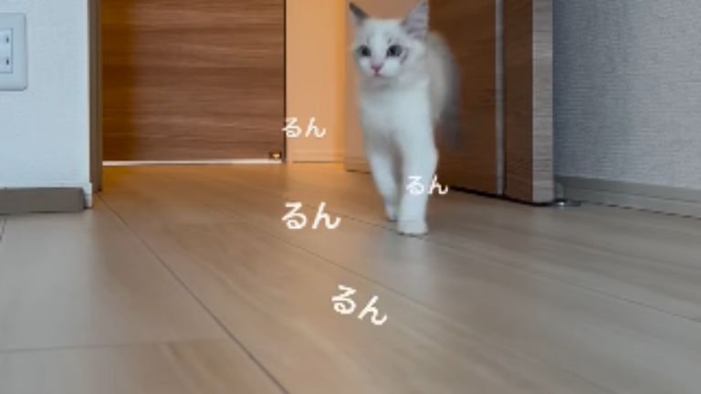 駆け寄る子猫