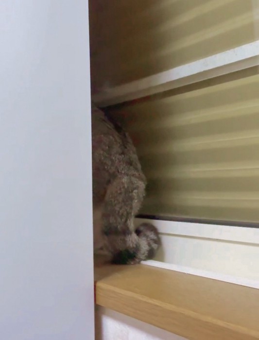 壁と窓の間に隠れる猫