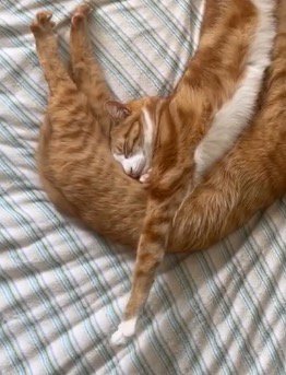 茶トラ猫の腹に顔を埋める茶白猫