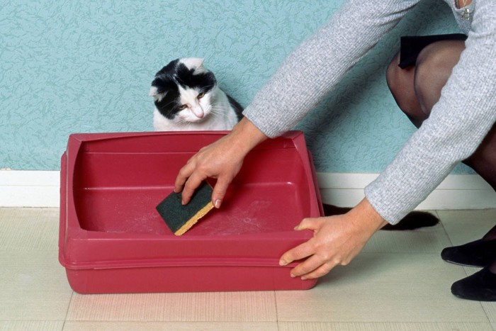 猫トイレの掃除を眺める猫