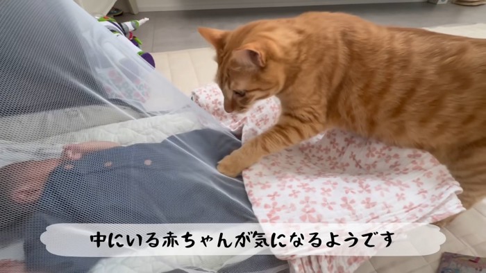 赤ちゃんに触ろうとする猫