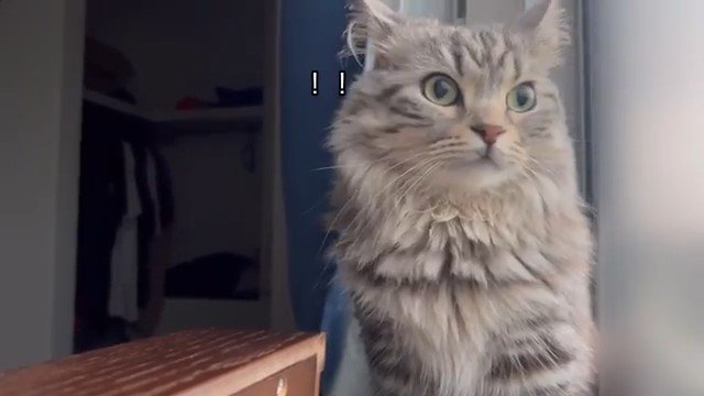 窓辺で驚いた様子の猫