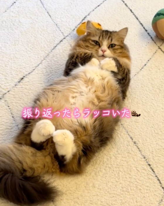 見る猫