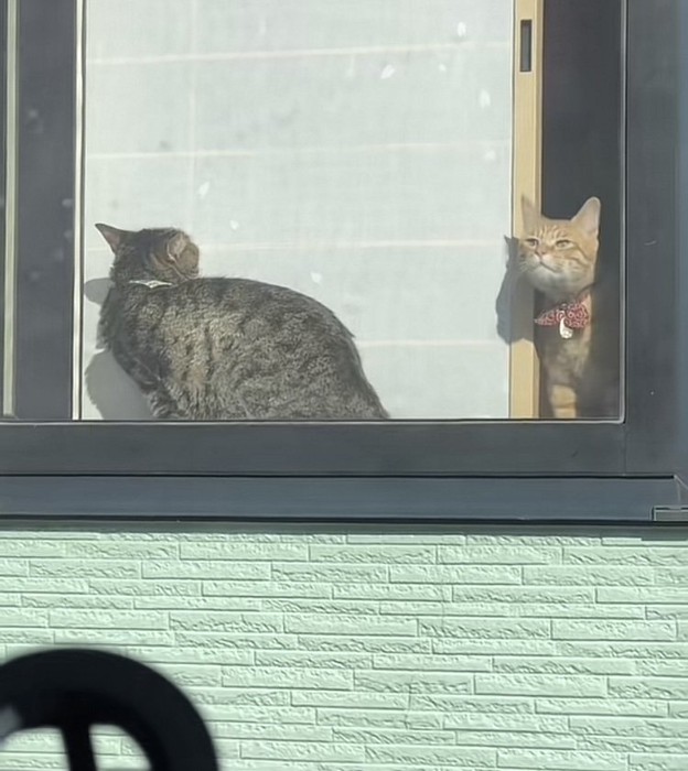 窓際で日向ぼっこするキジトラ猫と茶トラ猫