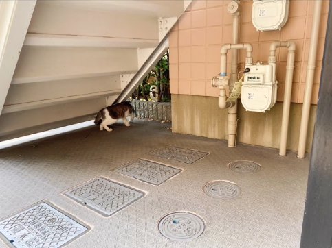 外階段の下にいる猫