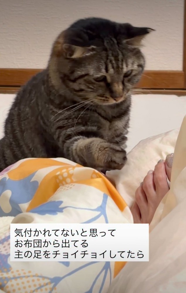 足先に前足を伸ばす猫