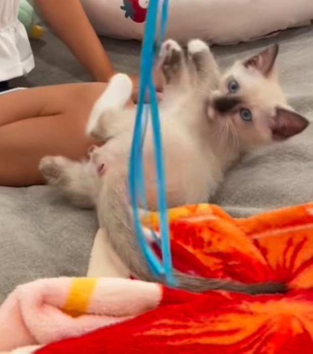 女の子が振る猫じゃらしを目で追う子猫