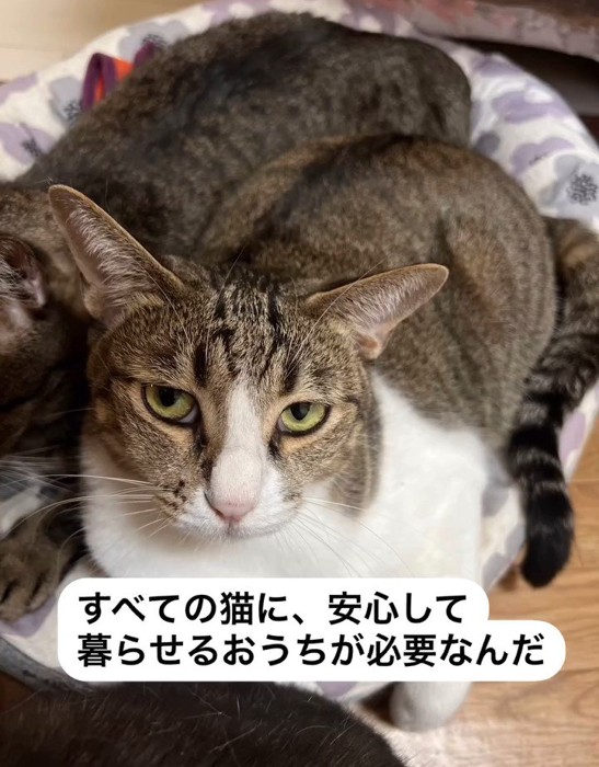 猫ベッドに入って上の方に視線を向ける猫