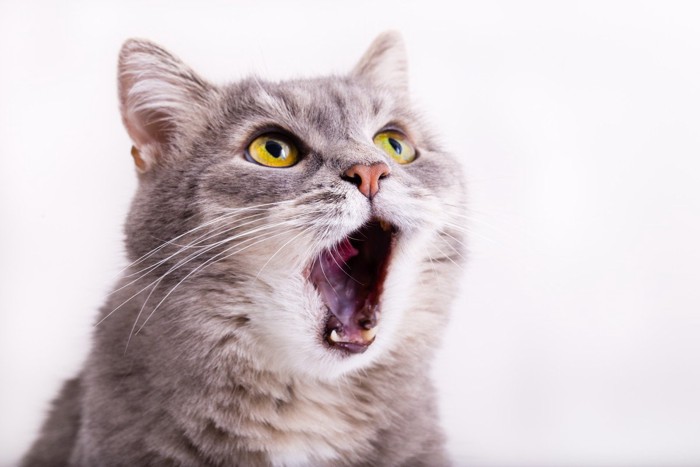 猫の顔アップ