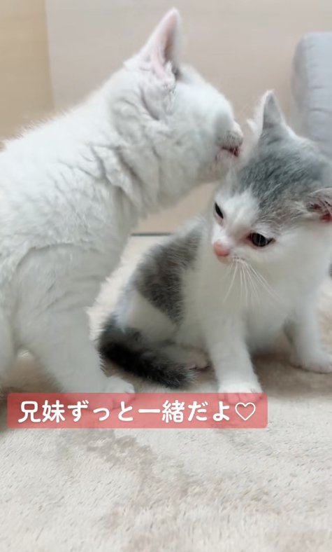 ハチワレ子猫の毛づくろいをしている白子猫
