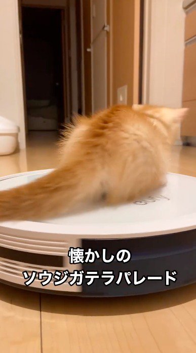 方向転換するロボット掃除機の上に座る子猫