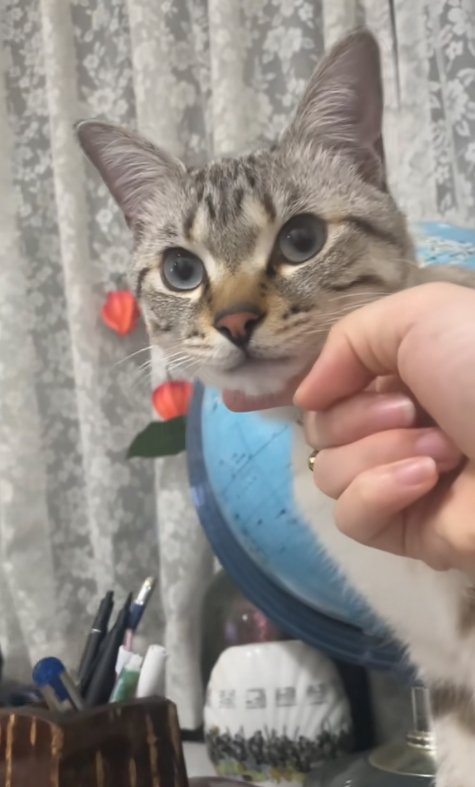 カーテンの前で飼い主にアゴを撫でられている猫