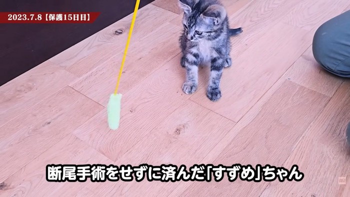 テロップ「断尾手術を～」