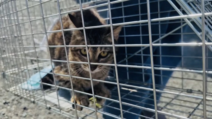 捕獲器の中のキジトラ猫