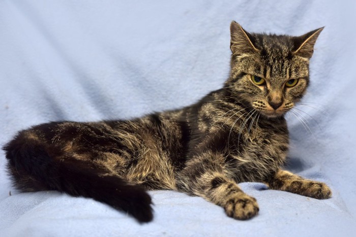 痩せこけている猫