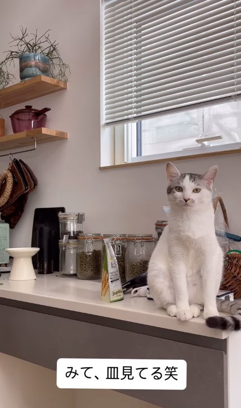 カウンターの上に座ってカメラを見つめる猫「みて、皿見てる笑」