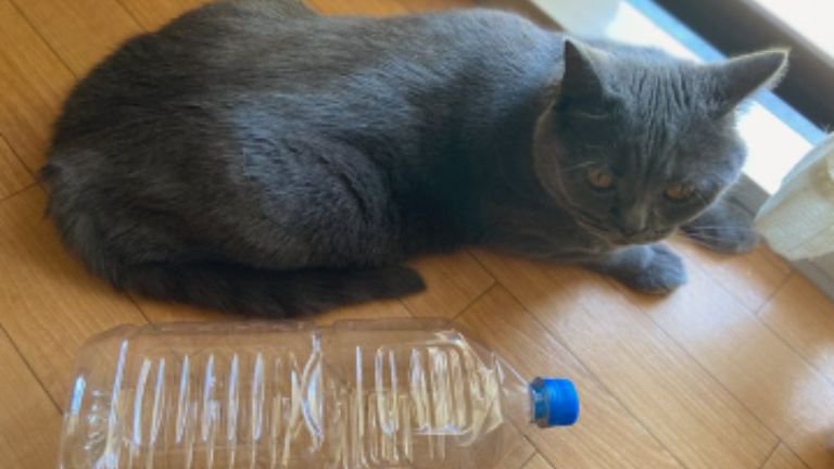 猫とペットボトル