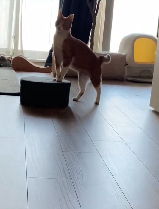 クッショに前足を乗せる猫