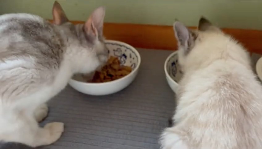 ご飯を食べる猫