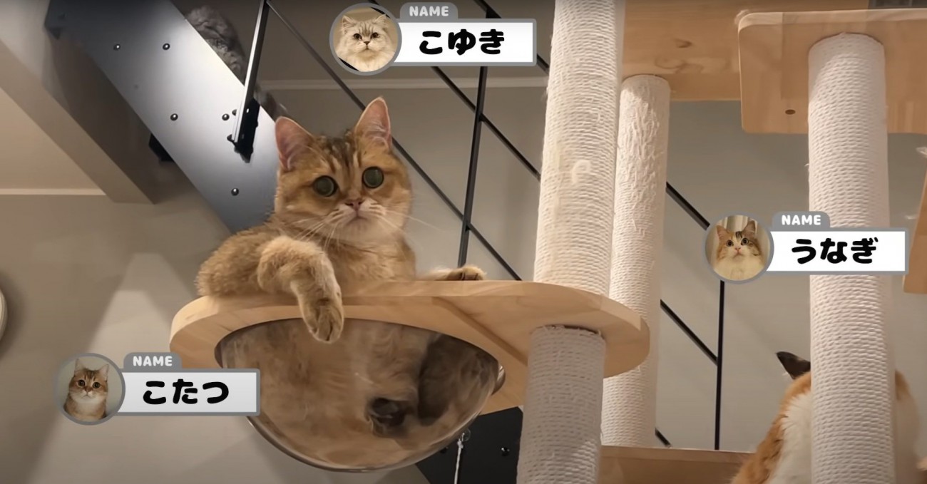 ドッシリ座る猫