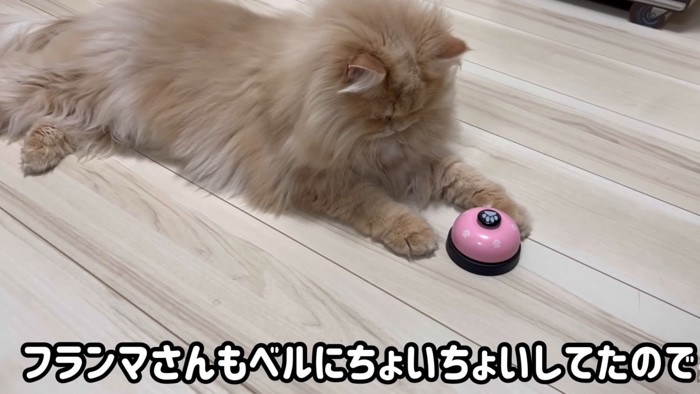 ベルをちょいちょいするサイベリアン