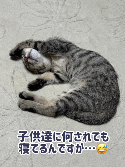 お腹を見せて寝る子猫