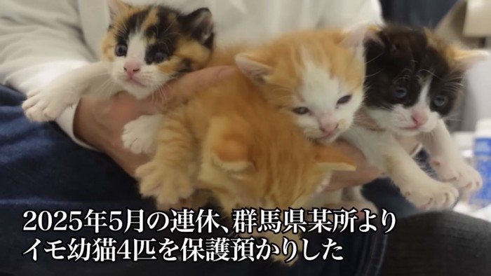 4匹の兄弟猫の写真