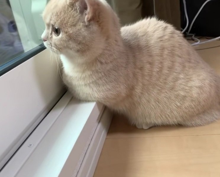 外を見ているむぎちゃん