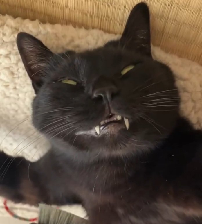 昇天しそうな顔のルーくん