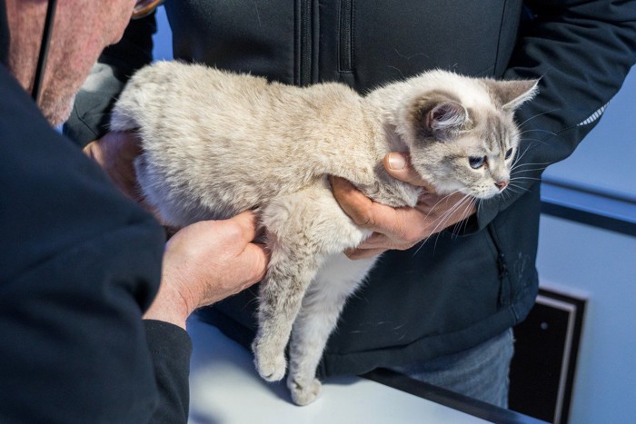 診察を受ける猫