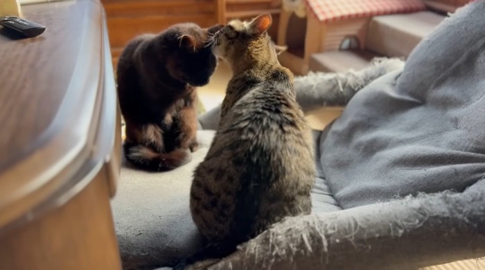 毛づくろいをしあう2匹の猫
