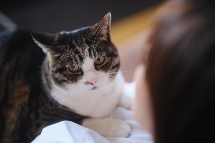 下から飼い主を見る猫