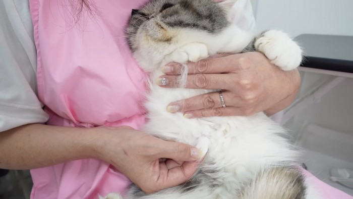 猫のお腹の毛玉