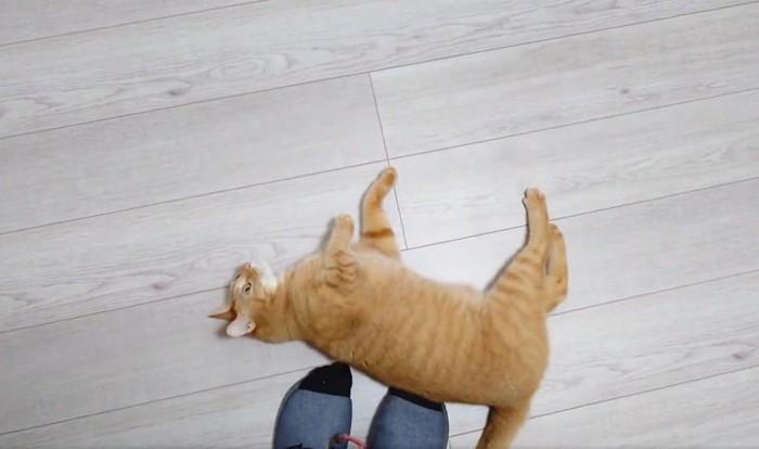 飼い主の足元に転がる猫