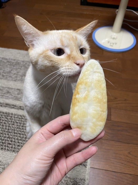 笹かまぼこと猫