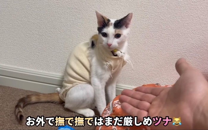 座る猫