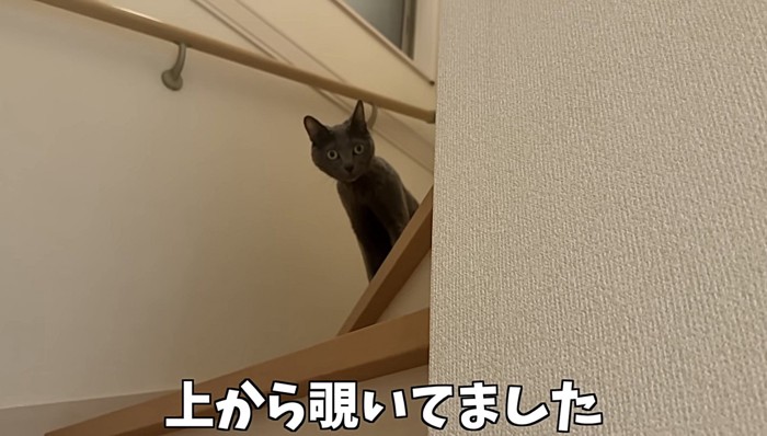 階段上から覗くグレーの短毛猫