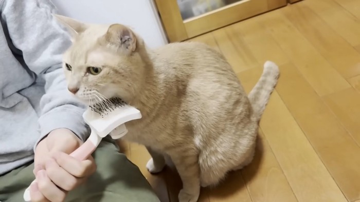あごの下のブラッシングを受ける猫