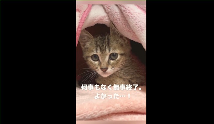 毛布を被りこちらを見る子猫「何事もなく無事終了。よかった…！」