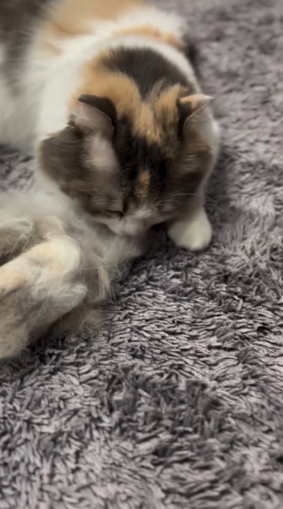 ブラッシングで取れた自分の毛に顔を近づける猫
