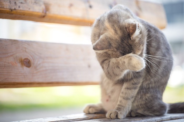 顔を洗う猫