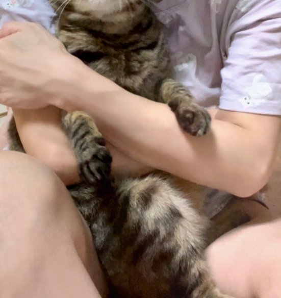 抱っこされている猫の首から下