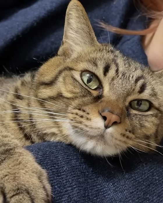 くつろぐ猫の写真1