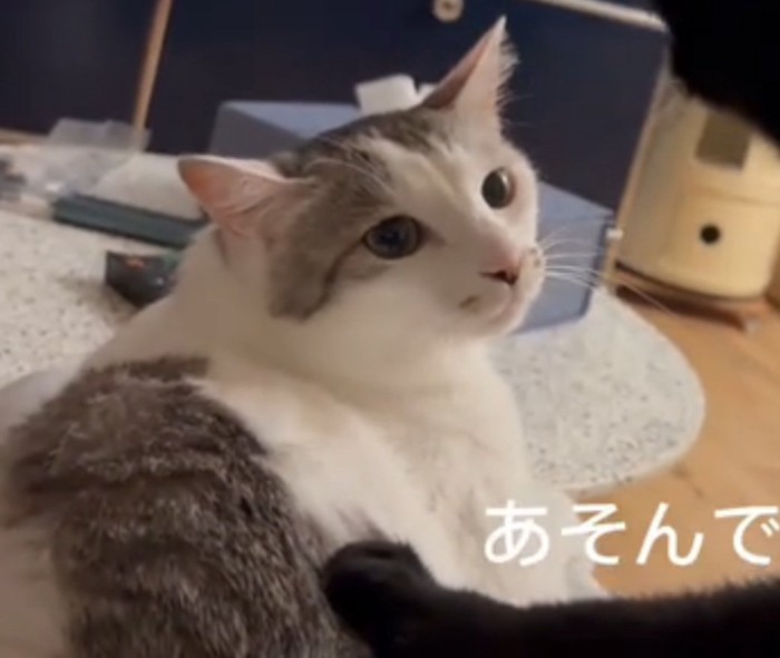 真顔の猫