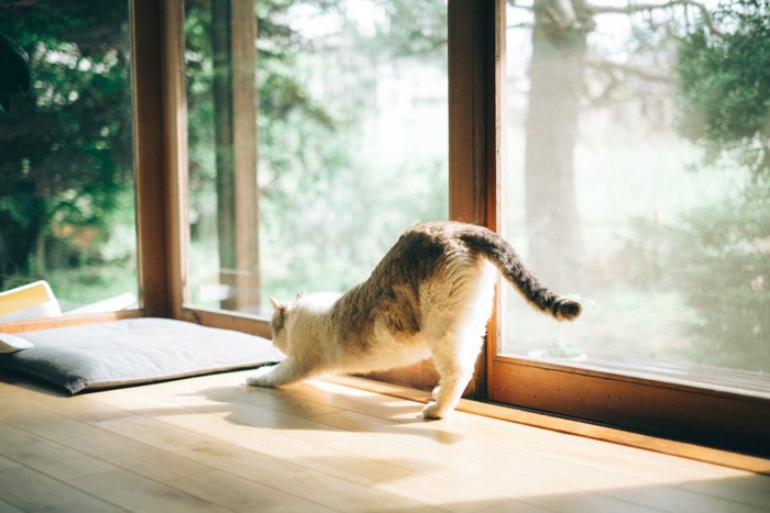 窓辺で伸びをする猫