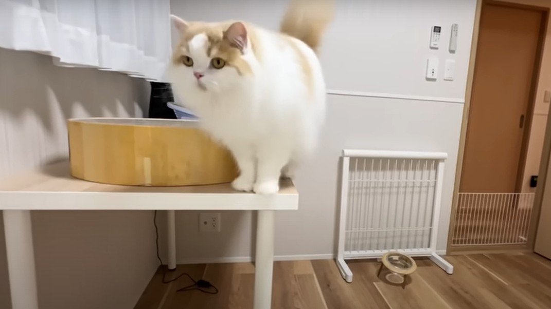 机に飛び乗った猫