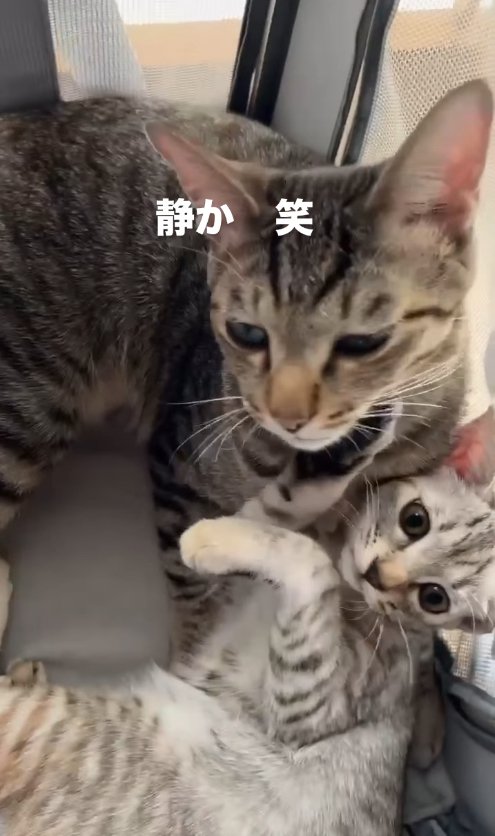 クレートの中にいる2匹の猫「静か 笑」