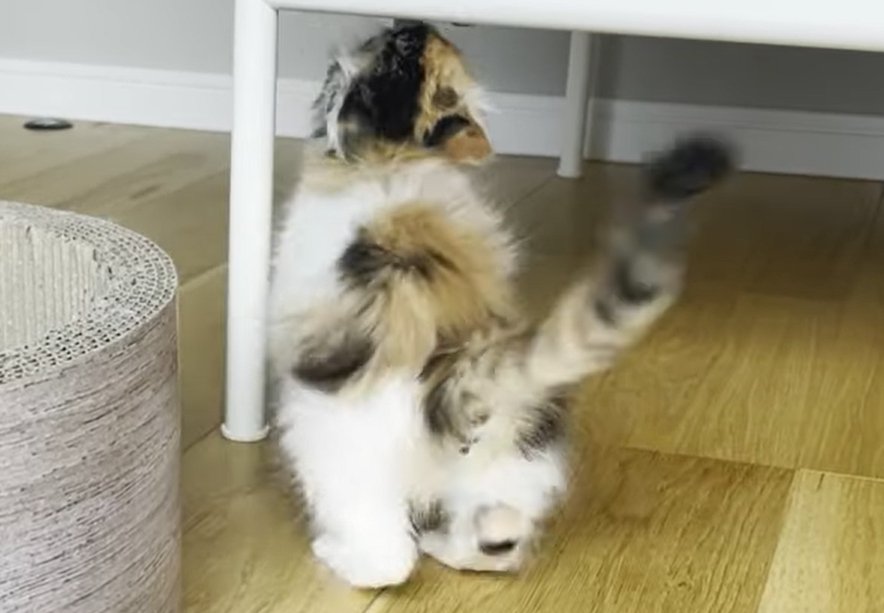 タグを咥え正面にお尻を向ける猫