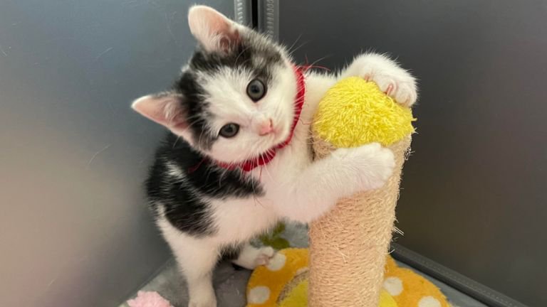 遊んでいる子猫