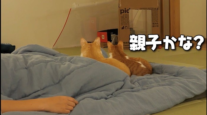 2匹揃って倒れた板を見つめる様子